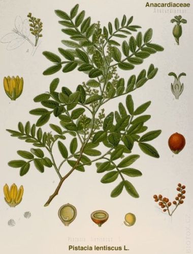 Tragion - Pistacia lentiscus - мастиковое дерево